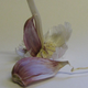Illustration for article titled Could garlic extract prevent food poisoning?